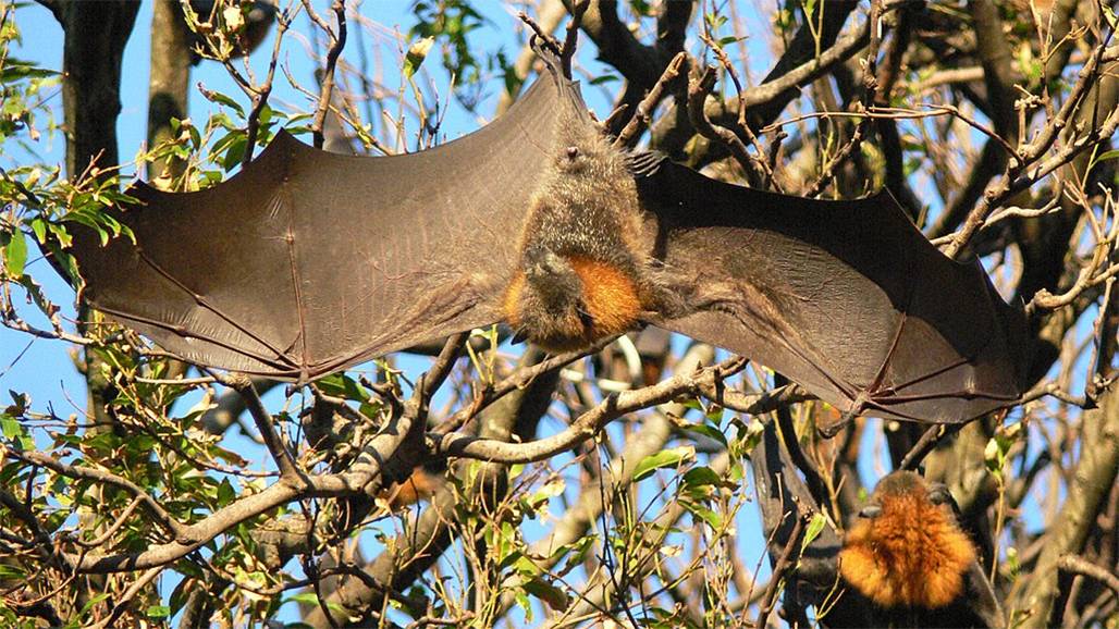 Flying Fox 