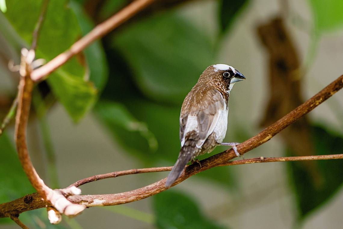 The brown, black and white Bengalese finch doesn’t rely on colorful signals when choosing a mate. Consequently, when presented with a color-perception test that their colorful cousins ace, they seem to pay more attention to brightness than hue. Stanbalik 