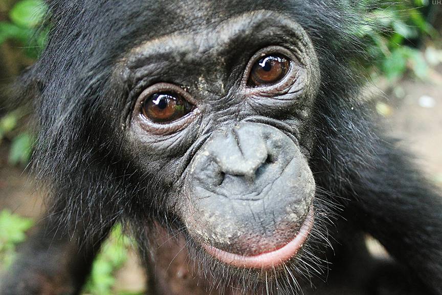 Close primate cousins with whom we share 99 percent of our DNA, bonobos will help strangers even when there is no immediate payback, and without having to be asked first. Photo courtesy of Lola ya Bonobo Sanctuary.