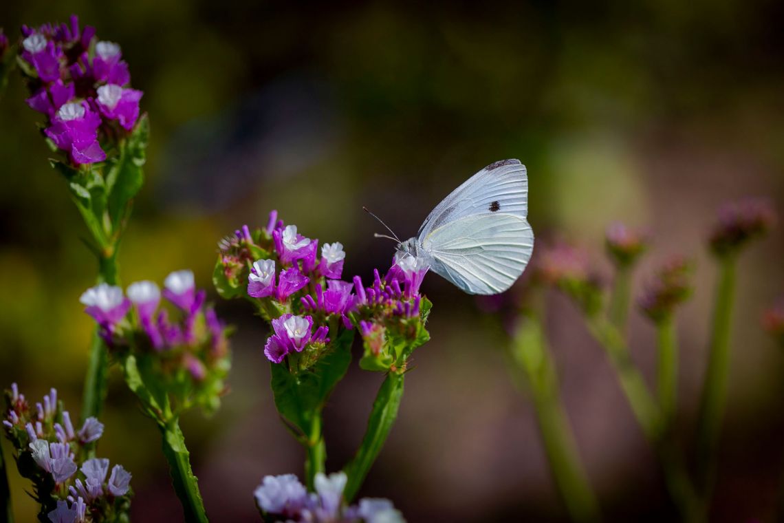 Duke Campus farm flowers, with a butterfly