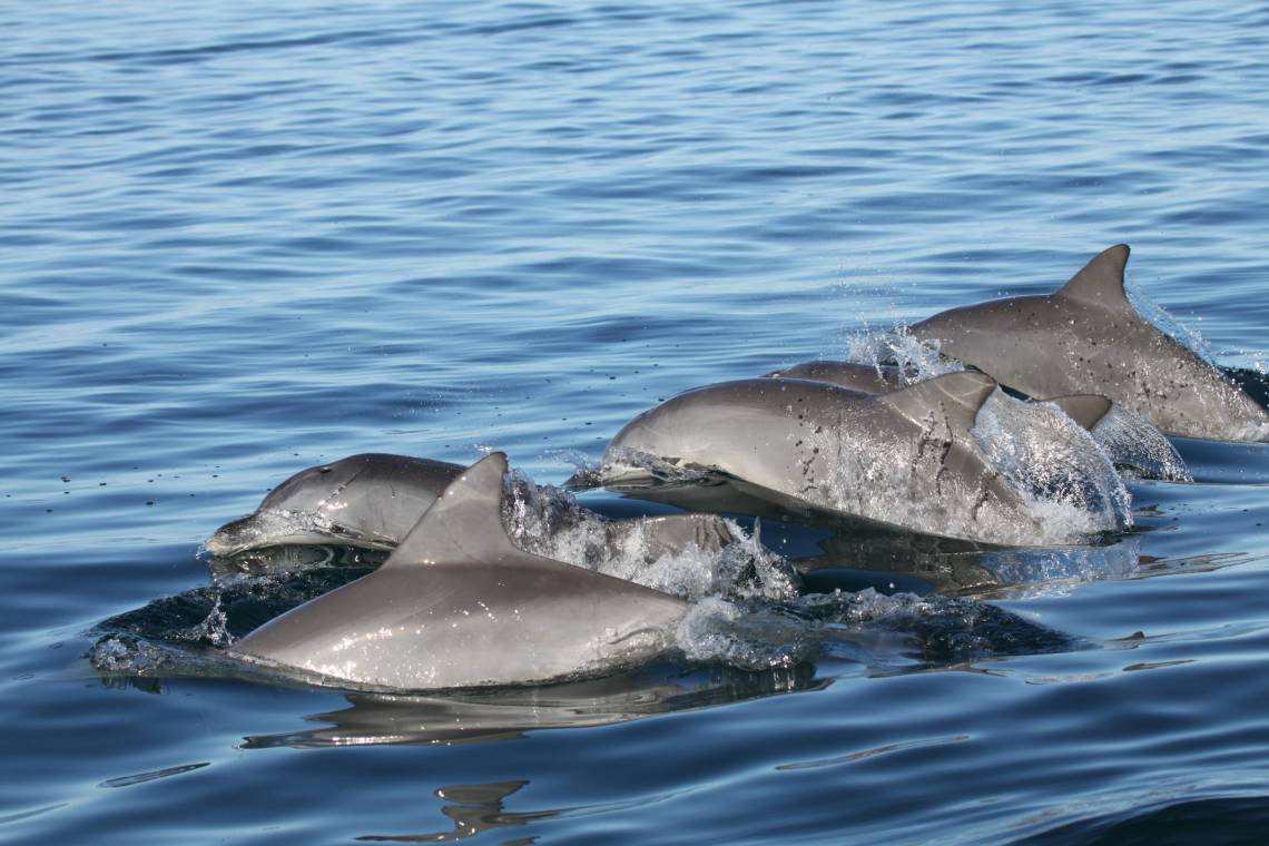 Strategic networking, dolphin-style: young dolphins seek out peers and activities that will help get them where they need to go, finds a new study. Photo by Madison Miketa, PhD, Shark Bay Dolphin Project.