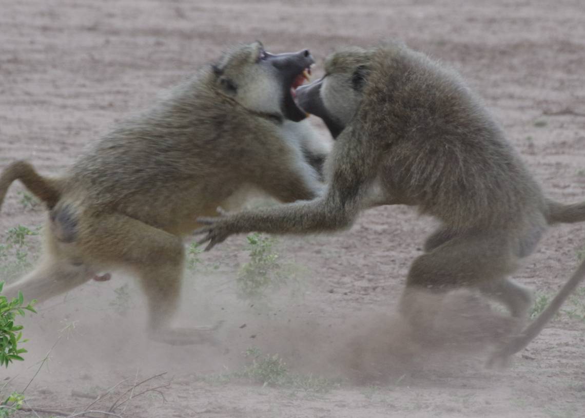 A study in wild baboons suggests the link between status and health depends on whether an individual has to fight for status, like these males, or status is given to them. Photo by Elizabeth Archie, University of Notre Dame