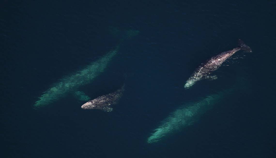 California gray whales like these mothers and calves are 4.3 times more likely to strand themselves during a burst of cosmic radio static from a solar flare, further evidence that they navigate by Earth’s magnetic field. (Image: Nicholas Metheny NOAA)