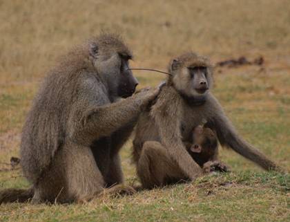 Baboons make friends and cement social bonds is by grooming -- an activity that involves picking dirt and parasites and dead skin out of each other’s fur. This adult male is grooming an adult female near Amboseli National Park in Kenya. Photo by Noah S