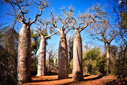 The baobab is the national tree of Madagascar. Photo by Rod Waddington.