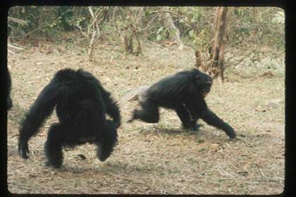 A male chimpanzee (left, with back to camera) menaces a fleeing female in a typical display of aggression. A new study finds that males who are consistently aggressive tend to sire more babies. (Credit: Jane Goodall Institute/ Jane Goodall)