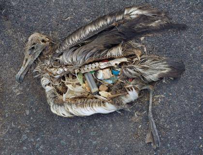 This dead albatross, its belly filled with plastic trash, is part of a photography collection by Chris Jordan, who is speaking at Duke this week.