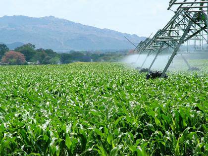 With researchers worldwide looking for ways to produce more food with less water, Duke scientists have identified a gene that could help engineer drought-resistant crops. Photo credit: Wikimedia Commons.