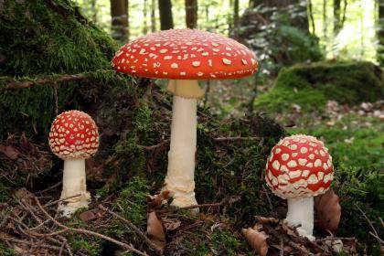 The iconic red fly agaric mushroom is one of more than 90,000 species of fungi that have been described. Researchers report that fungi may owe their abilities to grow, spread, and even cause disease to an opportunistic virus they caught more than a billi