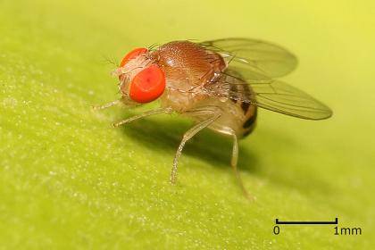 Meet Drosophila, the rotten food-loving friend to scientists everywhere