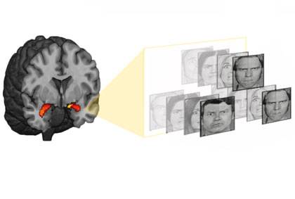 Looking at angry or fearful faces triggers the amygdala -- a brain structure that controls our responses to danger -- more intensely in some people than in others. Photo credit – Hariri lab, Duke University