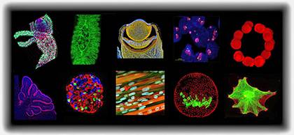 A selection of images from the Light Microscopy Core Facility. Descriptions of images available at http://microscopy.duke.edu/.