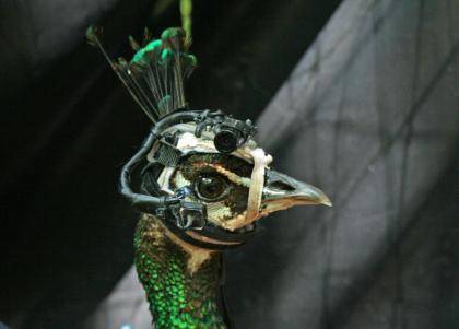 Peafowl wearing eye-tracker head gear