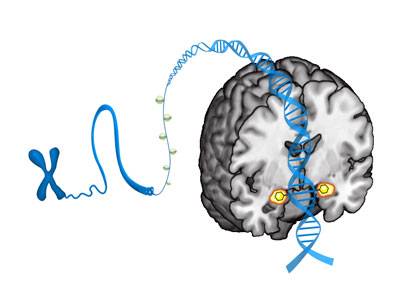 An artist's conception shows how molecules called methyl groups attach to a specific stretch of DNA, changing expression of the serotonin transporter gene in a way that ultimately shapes individual differences in the brain’s reactivity to threat. The m