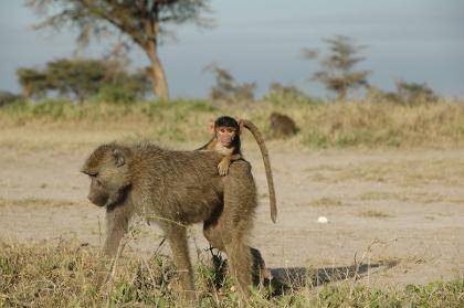 A four-month old infant baboon rides on its mother's back near Amboseli National Park in Kenya. Early adversity, such as losing a mother before age four, reduces adult life expectancy in wild baboons by up to ten years, researchers find. Photo courtesy o