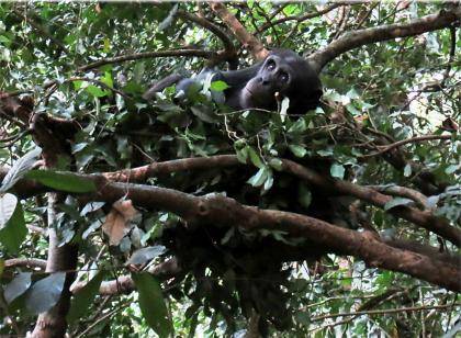 Chimpanzees build beds in trees for a comfy night’s rest. Our closest animal relatives, chimpanzees sleep an average of 11.5 hours a night, whereas humans snooze for just seven hours. Photo courtesy of Kathelijne Koops, University of Zurich, Switzerlan