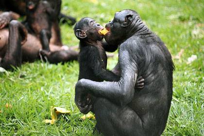 Bonobos Kisantu and Liyaka share a piece of fruit at the Lola ya Bonobo sanctuary near Kinshasa.