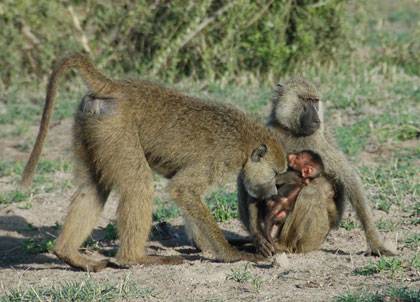 Baboons born in times of famine are more vulnerable to food shortages later in life, finds a new study. Photo courtesy of Susan Alberts, Duke University.
