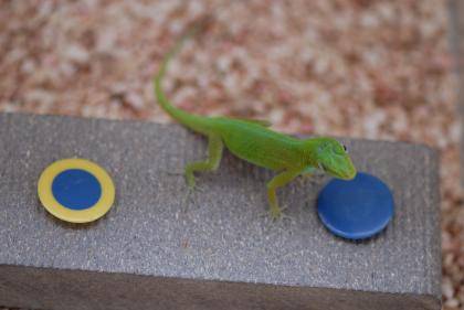 A Puerto Rican anole eyes a blue cap to get a worm. Credit: Manuel Leal, Duke University.