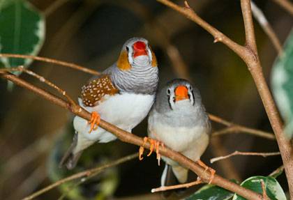 Zebra Finches, like this male and female pair (Taeniopygia guttata), are being used to study the effects of mutations in the gene behind Huntington’s disease in humans. (Credit: Keith Gerstung, via Wikimedia Commons)