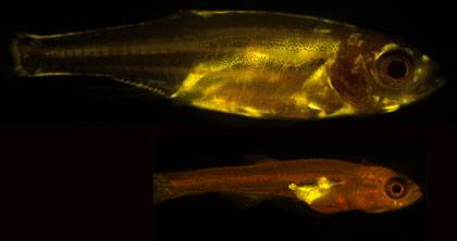 Yellow coloring highlights the location of fat cells in this pair of zebrafish. In the adult fish at the top, which is about 10 mm, fat is deposited throughout the body, most notably under the skin on the flanks. At the juvenile stage (below), the 4.5 mm