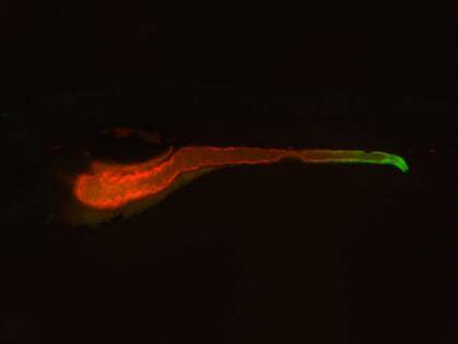 Image of a zebrafish in which the entire intestine is highlighted in red and the expression of the TNF molecule is highlighted in green. Duke researchers have discovered that a gene called uhrf1 acts like a kind of molecular handbrake on TNF, keeping it