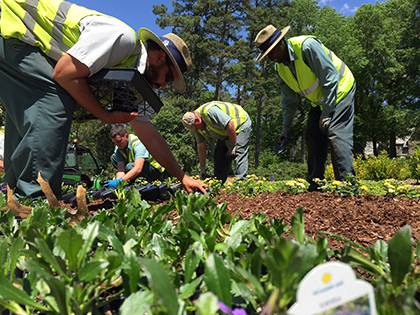 Members of Facilities Management's horticulture team plant flowers along Campus Drive. Using native plants and flowers has enabled Duke to encourage a healthier bee population. Photo by April Dudash.