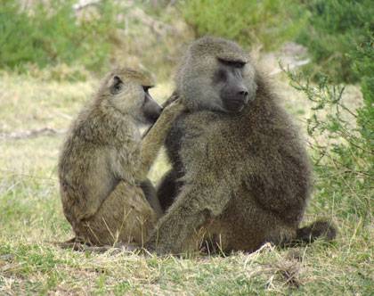 Baboons take turns grooming each other to make friends and cement social bonds. A new study finds that baboon friendships influence the microscopic bacteria in their guts. Photo by Elizabeth Miller, University of Notre Dame.
