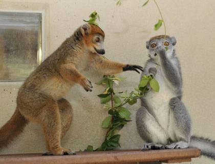 In many of the more than 100 recognized species of lemurs, females run the show. Here, a crowned lemur female hogs a sprig of honeysuckle from her mate. Photo credit – Photo by David Haring, Duke Lemur Center