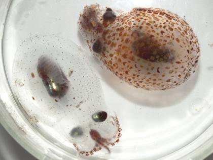 Two Japetella octopuses show how they can change from clear to opaque.