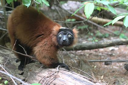 The red ruffed lemur is just one of many species visitors can see at the Duke Lemur Center. Faculty and staff receive discounts off tours. Photo by Alex Sampson.