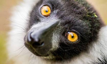 Lemurpalooza will showcase Duke's collection of lemurs, one of the most unusual members of the primate family tree.