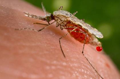 Bites from mosquitoes like this one are responsible for transmitting malaria, a disease that claims hundreds of thousands of lives each year. Duke researcher Emily Derbyshire has identified a number of compounds -- some of which are in clinical trials to