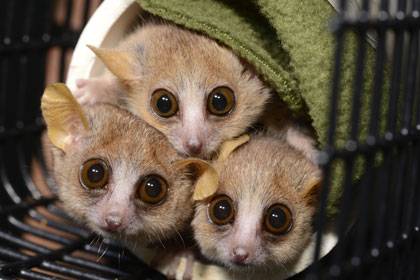 Three mouse lemurs (microcebus murinus) peer cautiously from their nesting tube at the sound of an approaching Duke Lemur Center technician who might just be carrying snacks. (David Haring, Duke Lemur Center)