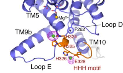 A rendition of the structure of the MraY enzyme.