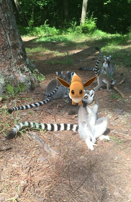 Even lemurs appear to be excited to be around Eevee and other Pokémon characters. Screen shot by Dominique Benjamin.