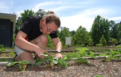 Emily McGinty, co-manager of the Smart-Sustainable Landscapes garden, pulls up strawberries from a garden bed. Students and employees can volunteer at the garden, where they can grow a variety of produce. Photo by Bryan Roth.