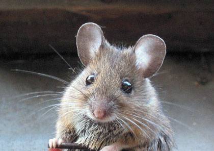 Some wood mice off the coast of Wales have evolved to nearly twice the size of their counterparts on the European mainland. Photo credit -by Rasbak via Wikimedia Commons
