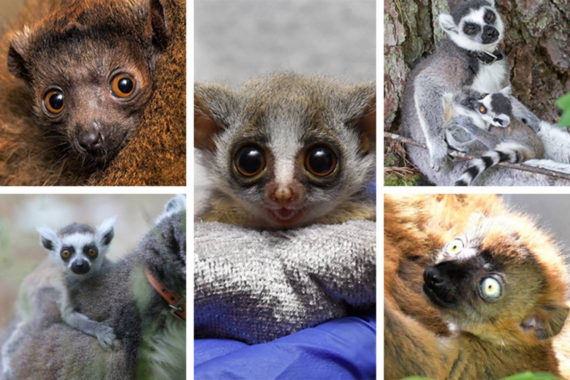 2021 Duke Lemur Center infants Clancy (top left), Atticus (bottom left), Coconut Palm (center), Scout (top right) and Malala (bottom right)