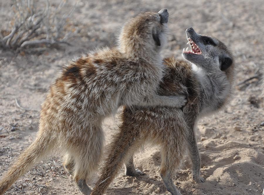 Studies find that female meerkats can produce up to twice as much testosterone as their male counterparts. Their unusual hormone levels fuel their bullying behavior, but at a cost. Photo courtesy of Charli Davies, Duke University.