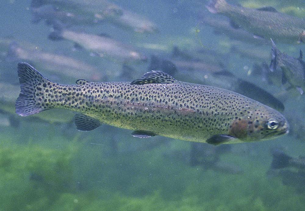 Scientists have identified genes that enable rainbow trout to use Earth’s magnetic field to find their way back to the streams where they were born. Photo by Eric Engbretson, U.S. Fish and Wildlife Service