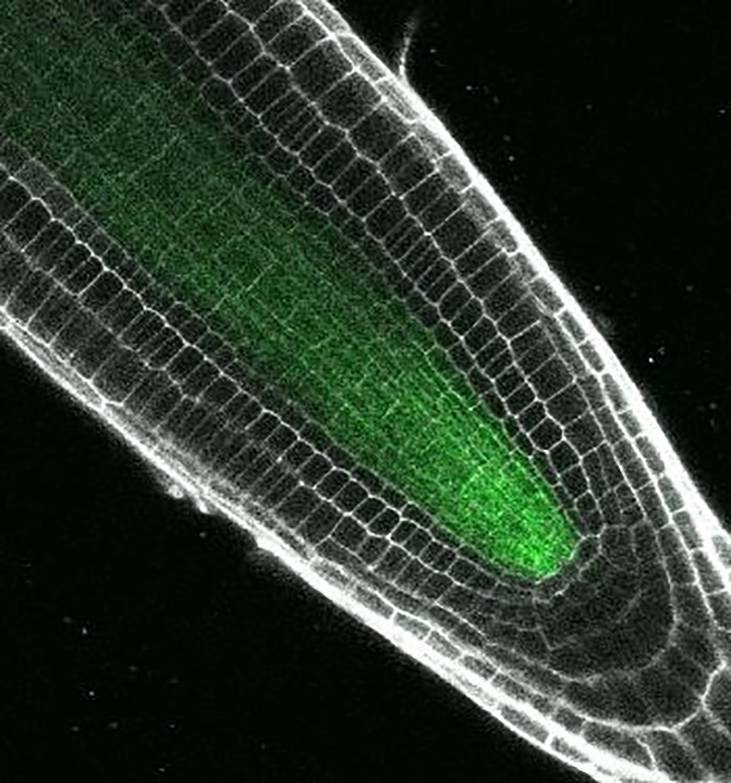 The green glowing center of this Arabidopsis root contains a protein that helps transform immature precursor cells into some of the specialized cells that make up the plant’s root tip. Photo by Erin Sparks, Duke University.