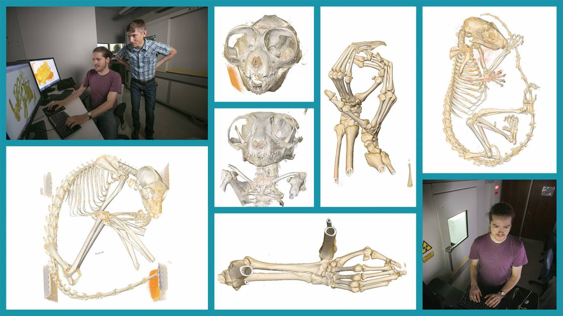 Former Duke graduate student Gabe Yapuncich and assistant professor of evolutionary anthropology Doug Boyer are making 3-D X-ray scans of dozens of lemurs and other rare and endangered primates. Photos by Megan Mendenhall; design by Jon Fuller.