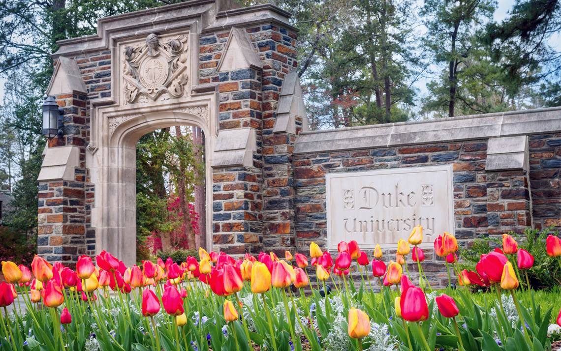 Blooming tulips near the Duke University Road entrance to campus present a beautiful welcome to visitors.