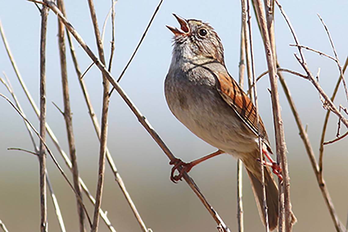 As they get up in years, male swamp sparrow songs don’t strike fear like they used to. Photo by Robert Lachlan, Royal Holloway, University of London