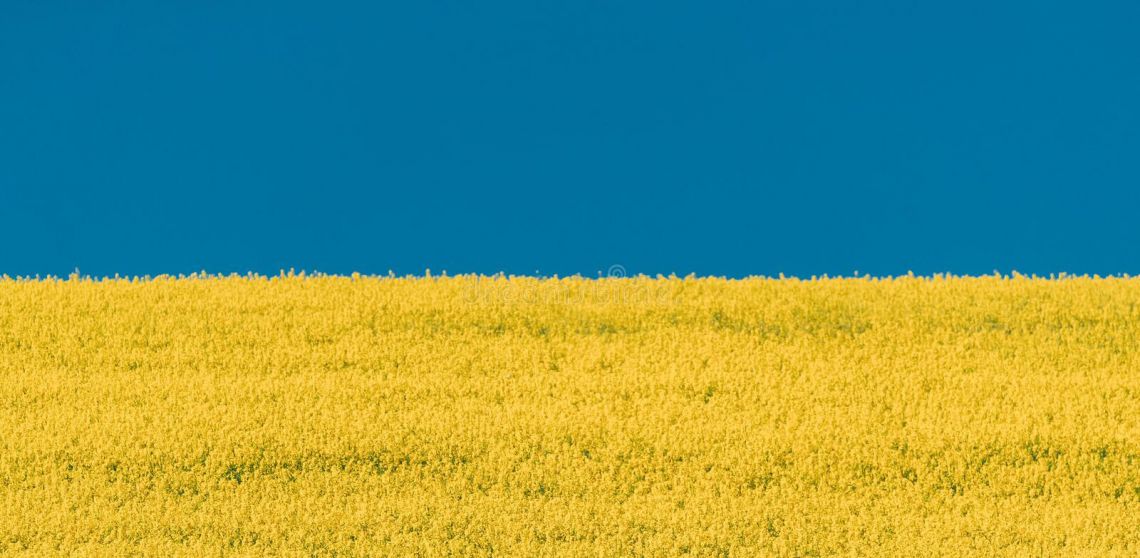 a field of yellow rapeseed under a blue sky looking like the Ukranian flag