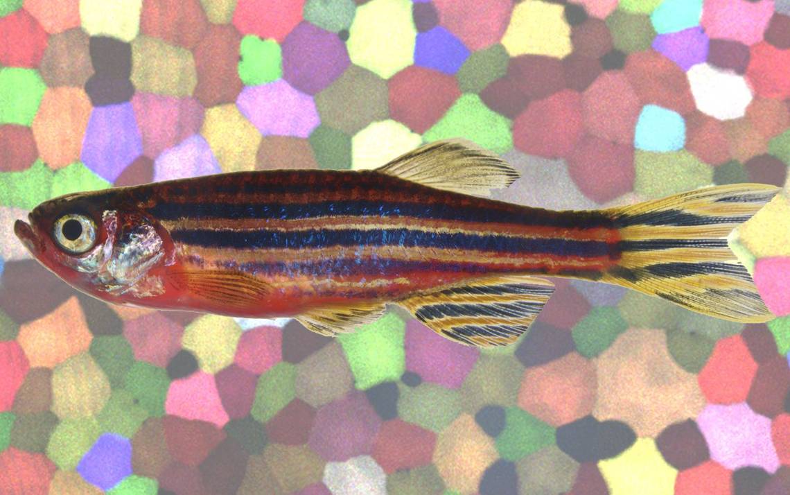 A genetically-engineered zebrafish will play an important role in research related regenerative medicine. Each cell (seen in background) has a distinct color due to a labeling technique called “Skinbow.” Photos courtesy of Chen-Hui Chen.