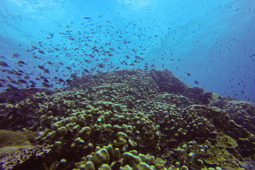 fish swimming near an ocean coral