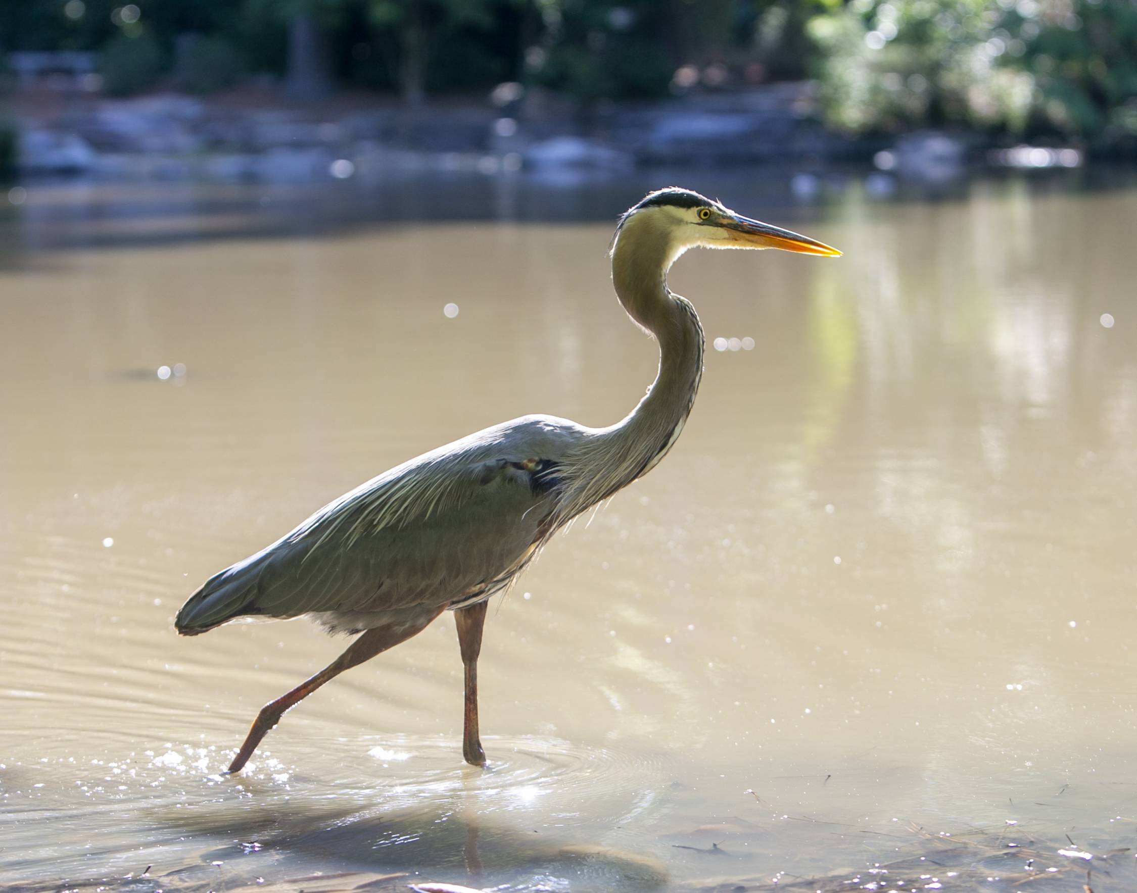 A heron takes a dip in Duke Gardens.
