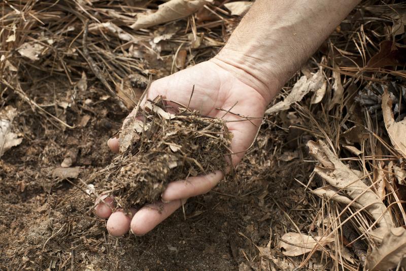 Dan Richter grabs a handful of leaf litter and decomposing organic matter from the top layer of soil. Photo by Duke Photography